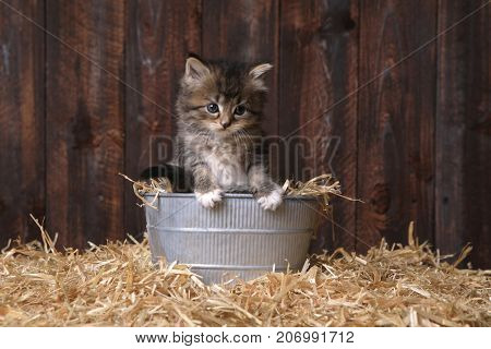 Adorable Kitten With Straw in a Barn