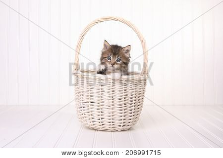 Adorable Maincoon Kitten With Big Eyes In Basket