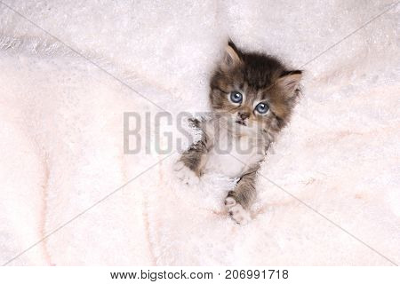 Cute Maincoon Kitten With Big Eyes