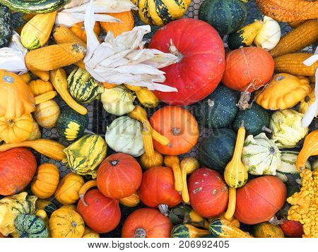 Pumpkin harvesting. Halloween pumpkins. Orange vegetable for pumpkin soup and other squash products. Autumn rural rustic background with vegetable marrow. Various types and shapes of gourds.
