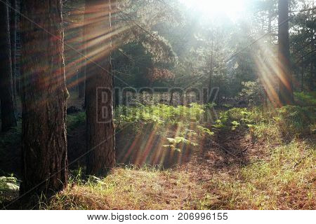 sunbeams shining on undergrowth of pinewood in Etna Park, Sicily