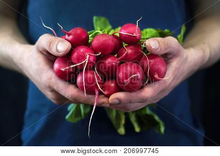A young man holds a red radish in his hands a new crop