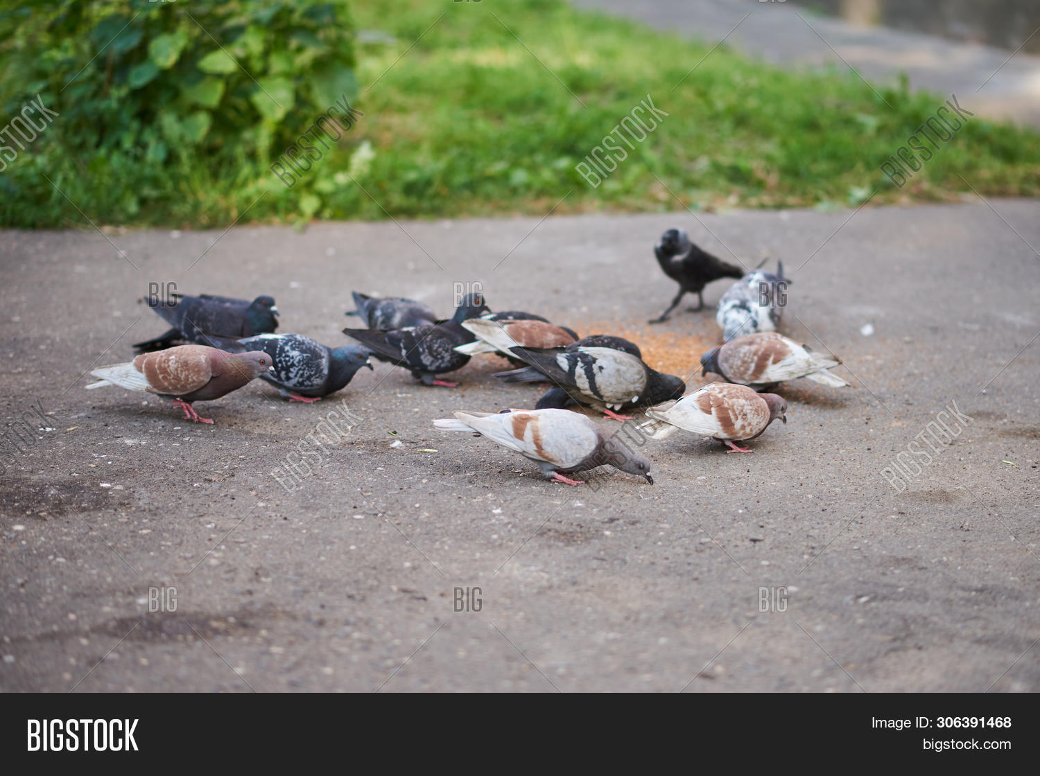 вороны голуби воробьи. голуби клюют зерно. воробей схватил крошку и улетел. голубь и воробей. заметив детей голубь перестал клевать крошки.
