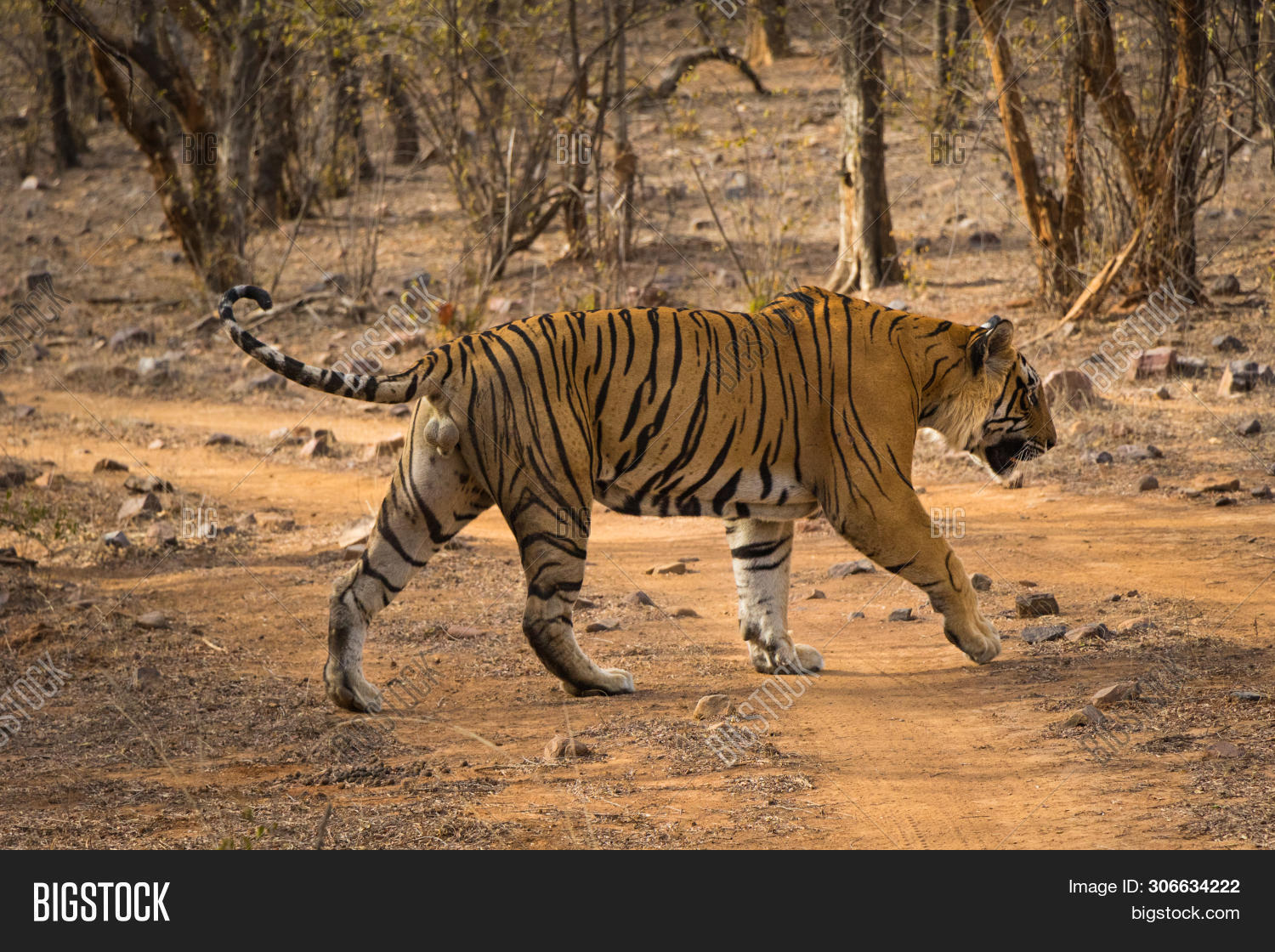 Royal Bengal Male Image & Photo (Free Trial) | Bigstock
