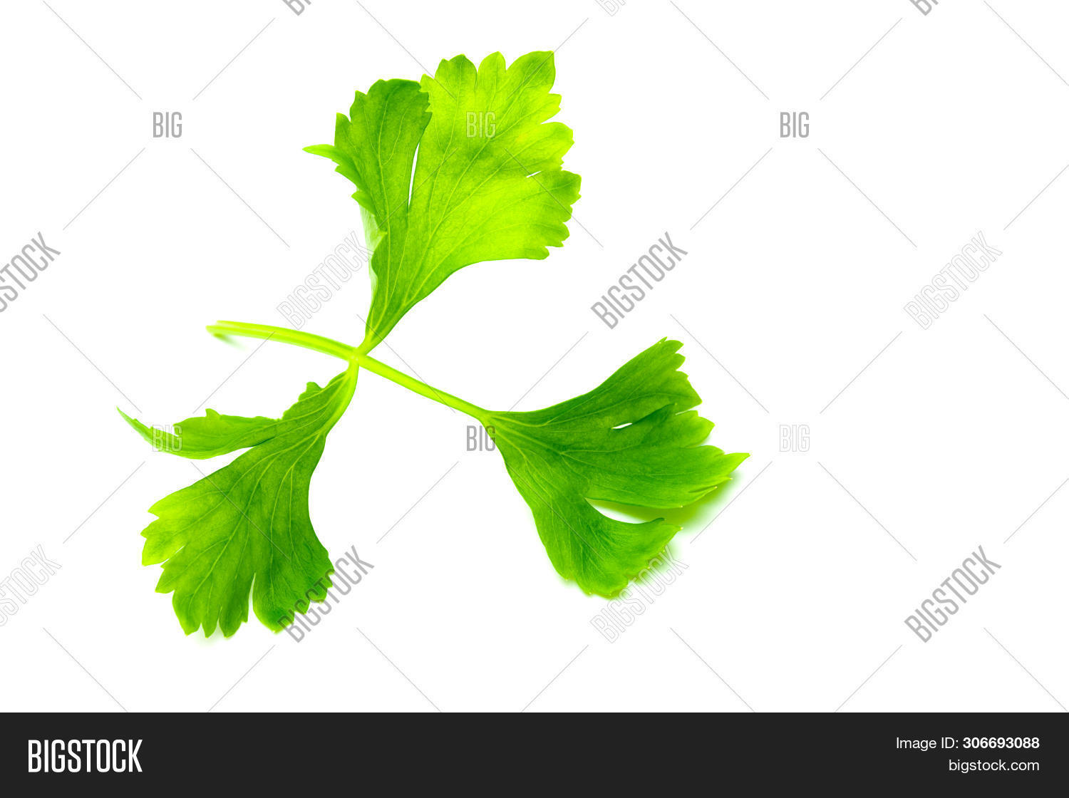 Green Celery Leaves Image & Photo (Free Trial) Bigstock