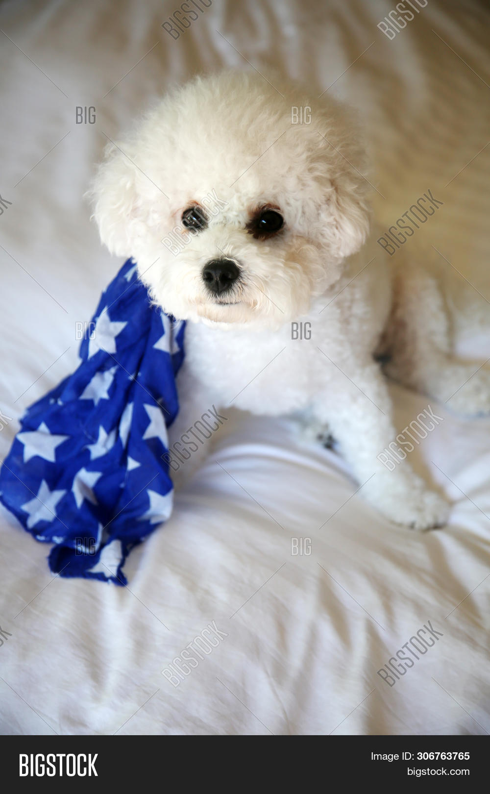 Bichon Frise Dog On Image & Photo (Free Trial) Bigstock