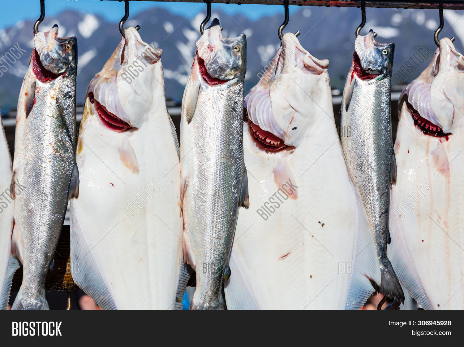 Fresh Caught Fish Image & Photo (Free Trial) Bigstock
