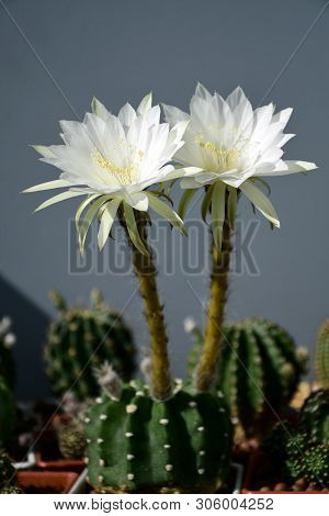 Echinopsis Subdenudata With Flowers.