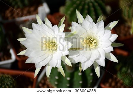 Echinopsis Subdenudata Flowers.