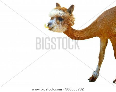 Cute Little Alpaca Image Photo Free Trial Bigstock