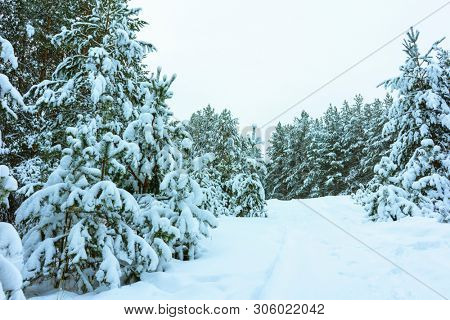 Whitened Fir Trees with Fresh Snow, Lovely Winter Scenery, Majestic White Spruces Glowing by Sunlight, Wintry Scene, Winter Snow-Covered Trees in the Ural Mountains, Winter Landscape