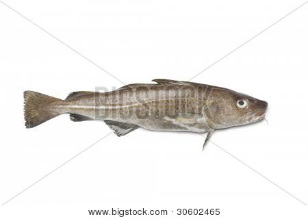  frischer Kabeljau Fisch auf weißem Hintergrund