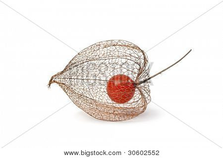  Physalis bobule na podzim na bílém pozadí