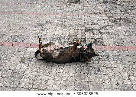 Dog Swinging On His Back In The Park On The Alley