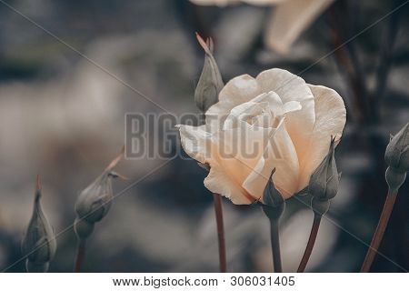 Beautiful White Rose In The Summer Garden.
