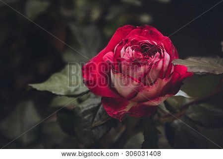 Garden With Red Roses, Natural Beautiful Background