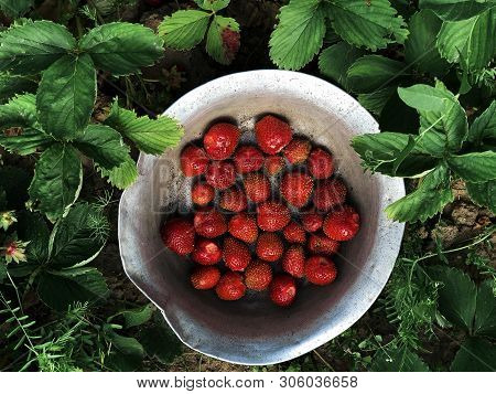 Freshly Harvested Strawberries In Metal Bowl Top View. Aluminum Plate With Sweet Summer Berries On S