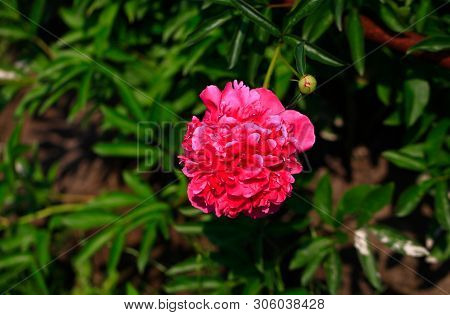 Tree-like Peony, Tree-shaped White Peony In The Garden, Peony Petals Close-up At Sunset, Natural Blu