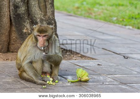 Monkey  Eating Fruit