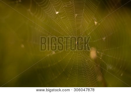 Closeup Photo Of Spider On Web, Sunrise