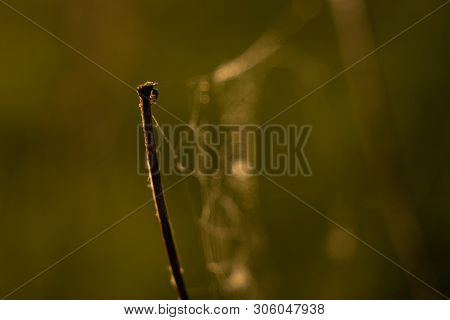 Closeup Photo Of Spider On Web, Sunrise