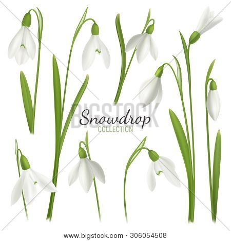Realistic Snowdrop Flower Set With Editable Text And Images Of February Fair-maids On Blank Backgrou