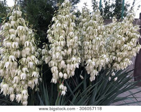 Bloom Spanish Bayonet Yucca Flowers On Tree, Closeup White Yucca Filamentosa Bush Flowers, Blossom W