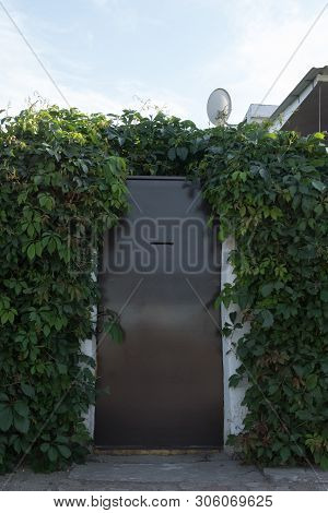 Metallic Brown Door. Door Entwined With Leaves. Metal Door With A Slot For Mail. Hedge. Wall Of Leav