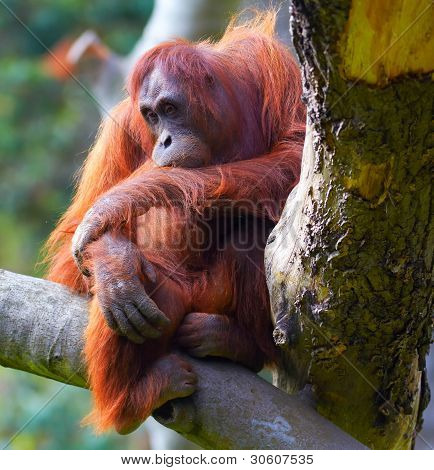 Samice orangutana