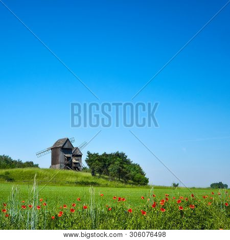 Rural Landscape With Historical Windmills Behind Wheet Field In Spring With Orange Poppy Flowers In 