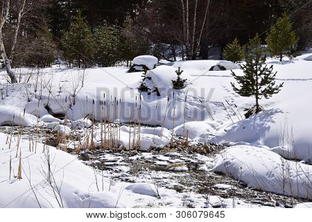View Of Pines And Snow At The Foot Of Mount Elbrus In The Azau Valley In The Mountains Of The North 