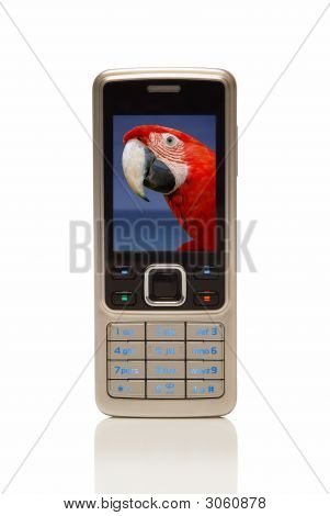 Cellulare con pappagallo rosso sullo schermo