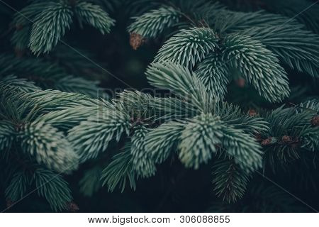 Green Branches Of A Tree On A Dark Background, A Beautiful Forest.