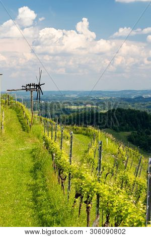 vineyard with windmill called klapotetz in south of Styria, Austria