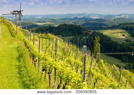 vineyard with windmill called klapotetz in south of Styria, Austria