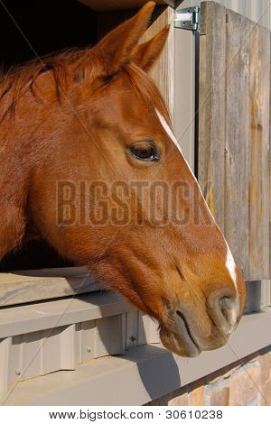 Perfil do cavalo