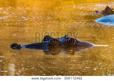 The Nose, Eyes And Ears Of A Sleeping Hippopotamus, Above Water At Sunrise, At Lake Panic Near Skuku
