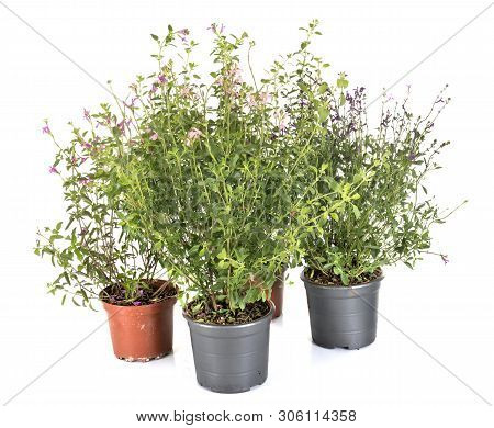 Salvia Microphylla In Front Of White Background