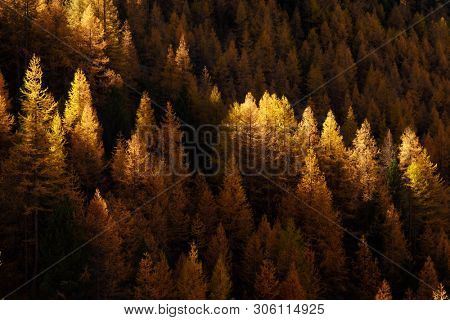 Beautiful evergreen forest with larch trees turning to their unique autumn golden color. Swiss Alps. Nature background, landscape photography