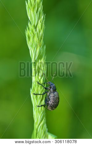 A Small Beetle Sits On A Leaf Of The Plant.it Is The Macrocosm Of Nature.in Latin The Name Of The Be