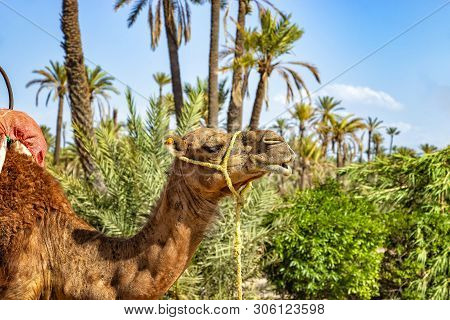 The Head Of Camel In A Palmeraie Near Marrakesh, Morocco. The Sahara Desert Is Situated In Africa. D