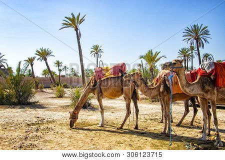 Camels With Typical Berber Saddles In A Palmeraie Near Marrakesh, Morocco. The Sahara Desert Is Situ