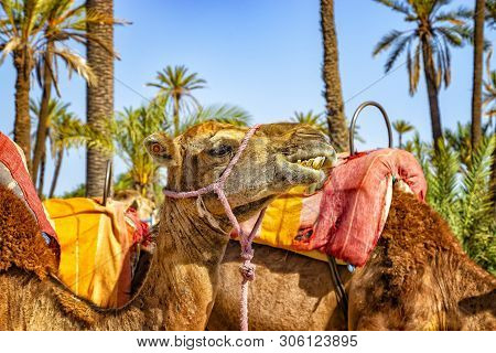 The Head Of Camel In A Palmeraie Near Marrakesh, Morocco. The Sahara Desert Is Situated In Africa. D