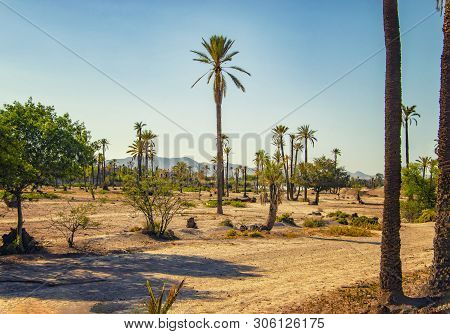 Palm Trees Standing In A Desert In A Palmeraie, Marrakesh. It Is Nature Background Of Morocco, Afric