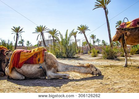The Camel Is Lying In A Palmeraie Near Marrakesh, Morocco. The Sahara Desert Is Situated In Africa. 