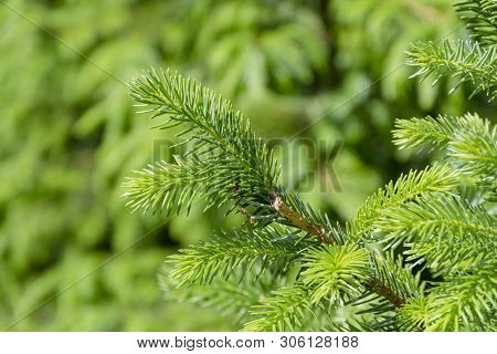 Background With High Quality Christmas Trees, Young Green Nordmann Fir Close Up