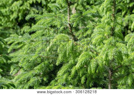 Plantation In Europe Of High Quality Christmas Trees, Green Nordmann Fir
