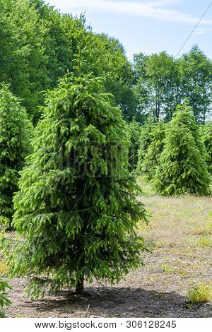 Plantation In Europe Of High Quality Christmas Trees, Green Nordmann Fir