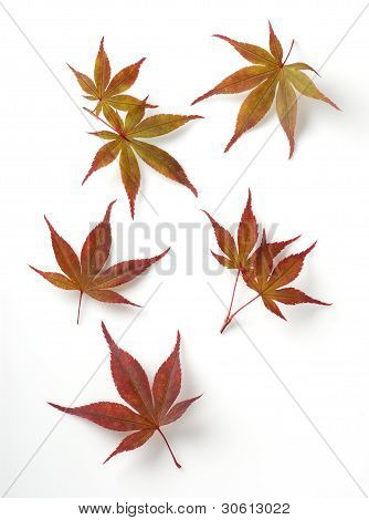 Foglie di albero di acero giapponese