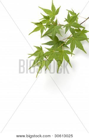 Foglie di albero di acero giapponese